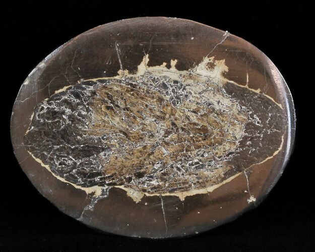Polished Fish Coprolite (Fossil Poo) - Scotland #50470